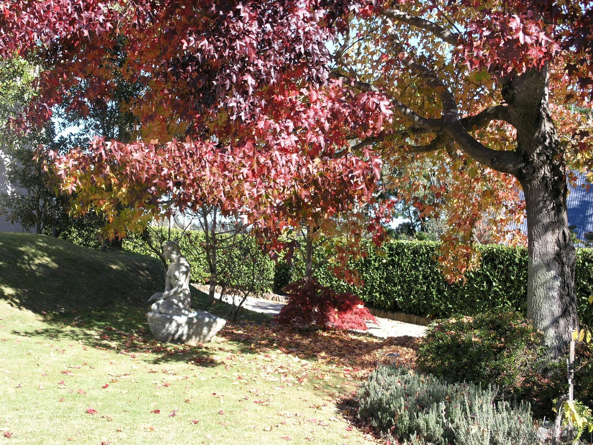 Silvermere Guesthouse Wentworth Falls Kültér fotó